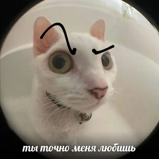 cats, mème de chat, meme cat, poissons-chats, chat stupide