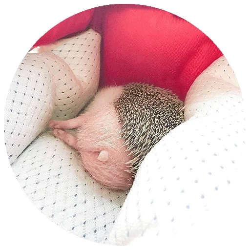 padre em um ouriço, hedgehog dormindo