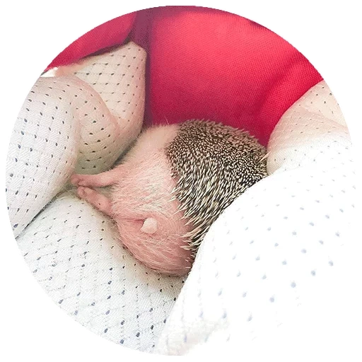 der hedgehog arsch, der schlafende igel