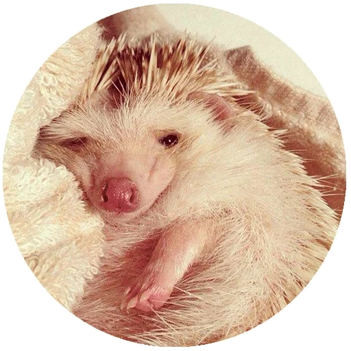 landak, lovely hedgehog, landak mengantuk, landak sangat lucu, the little hedgehog