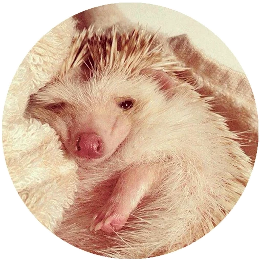 hedgehog, charmant hérisson, hérisson somnolent, les hérissons sont mignons, petit hérisson