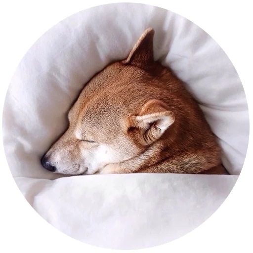 shiba inu, perro dormido, los animales están durmiendo, chiba akita perro, instituto nacional ruso de artes escénicas