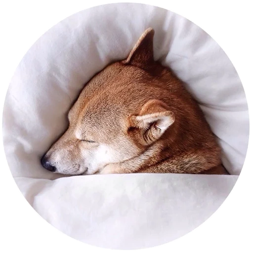 shiba inu, anjing tidur, binatang sedang tidur, anjing chiba akita, akademi seni pertunjukan nasional rusia