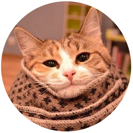 cat, seal, cat scarf, think of cats, the cat is frozen