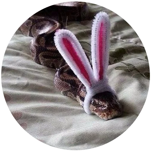 oreja de conejo, conejo serpiente, conejo serpiente, conejo serpiente, conejo serpiente