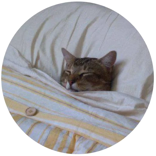 kucing, kurt, seal, kucing yang puas, kucing tidur di bawah selimut