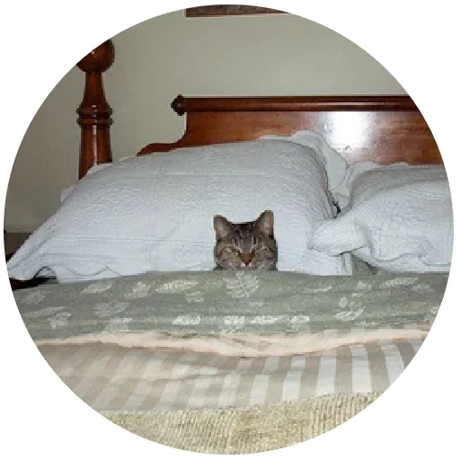 gato, gatos, cato de cama, instituto estadual de artes do estado russo