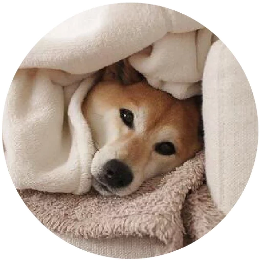 kisulia, shiba inu, cachorro chai, perro en la cama, mascota cachorro