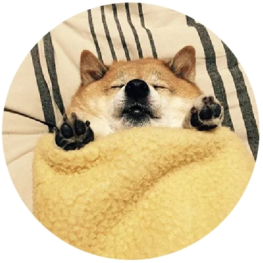 сиба ину, shiba inu, шиба ину догги, сиба ину собака, сиба ину акита ину