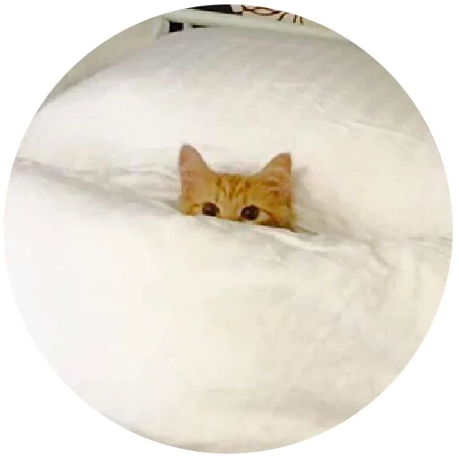 кошка, котик кровати, забавные кошки, рыжий кот под одеялом
