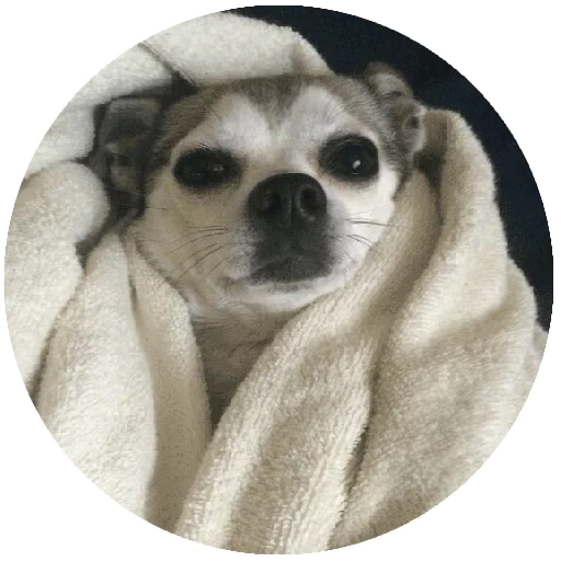 pug, pug, chihuahua, kh pug, pug panda