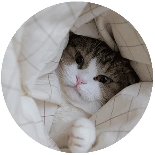 кот, котэ, милые котики, котенок одеяле, самые милые животные