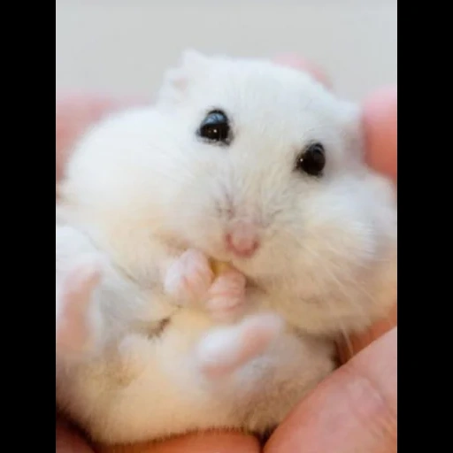 hamster, hamster dzungare, le hamster nain est blanc, hamster dzungare blanc, le hamster syrien est petit