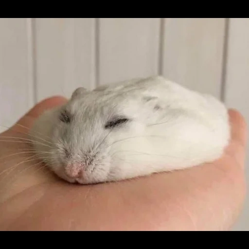 hamster adormecido, hamster gordo, hamster adormecido, hamster engraçado, hamster anão