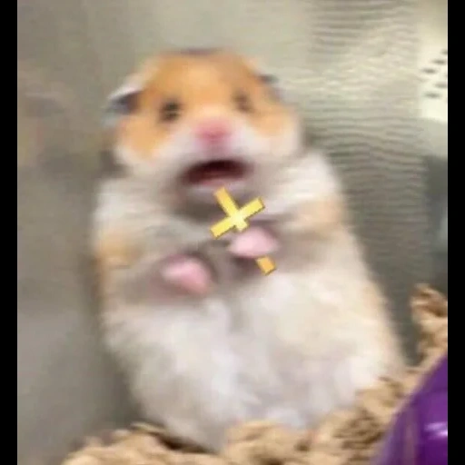 hamster hamster, hamster avec une croix, le hamster est drôle, le mème de hamster avec une croix, mème de hamster effrayé