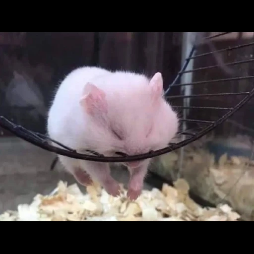 hamster, hamster putih, hamster lucu, hamster domestik, hamster mini