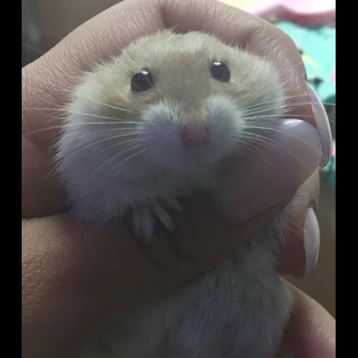 fat hamster, hamsters are cute, hamster with two cheeks, syrian hamster, hamster with two cheeks