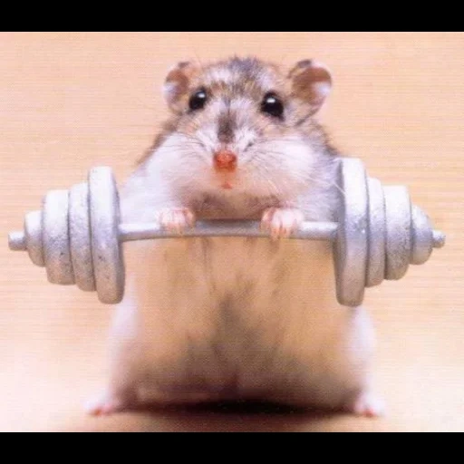 hamster, hamster barbell, hamsters are funny, hamster hilarious, karate hamster