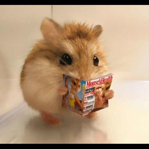 hamster, hamster hamster, syrian hamster, hamster hilarious, syrian hamsters stink