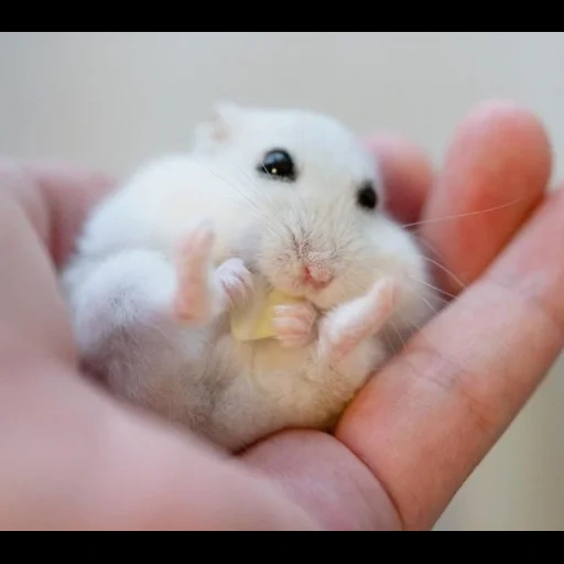 hamster, hamster, lovely hamster, hamsters are cute, syrian hamster baby