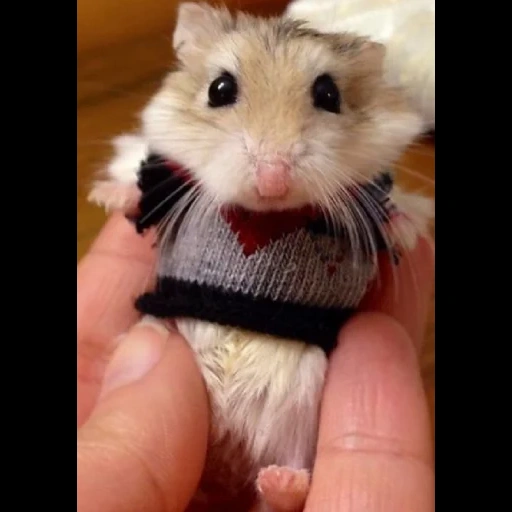 hamster, hamsters are cute, syrian hamster, funny hamster, the cutest hamster