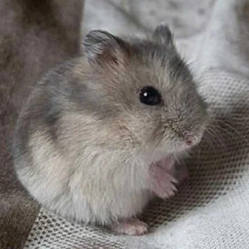 syrian hamster, jungle hamster, hamster junggar, gray junggar hamster, junggar hamster hamster gray