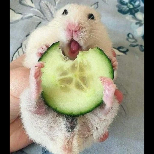 watermelon hamster, happy hamster, hamsters are funny, funny hamster, junggar hamster homa