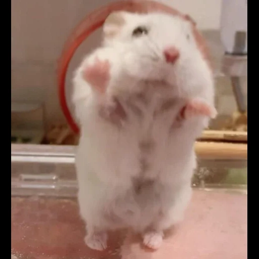 hamster, hamsters are cute, hamsters are funny, hamster hilarious, junggar white hamster