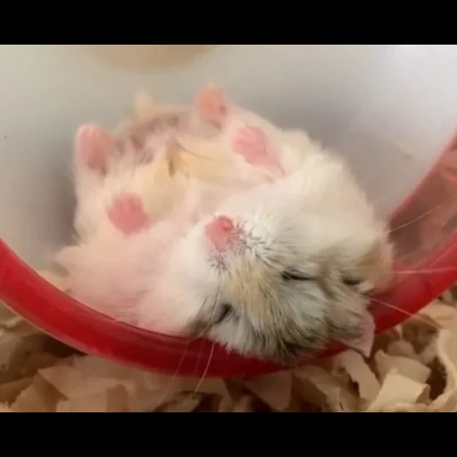 hamster, hamster fofo, hamster junggar, hamster junggar, hamsters junggar estão dormindo