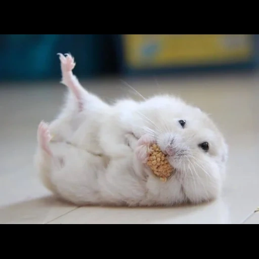 pack, hamsters are cute, animals are cute, junggar dwarf hamster, winter white dwarf mouse