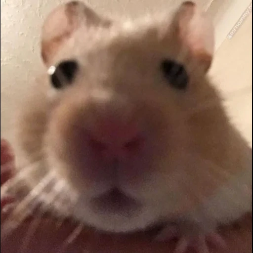 hamster, hamster hamster, hamster mignon, hamsters drôles, hamster dzungare