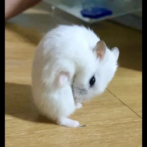 hamster junggar, hamster branco de junggar, hamster branco de junggar, hamster branco de junggar, hamster branco de junggar