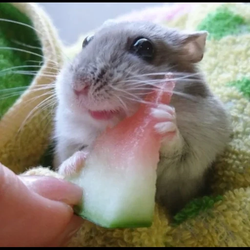 hamster, mouse melon, watermelon rat, house mouse, hamster hilarious