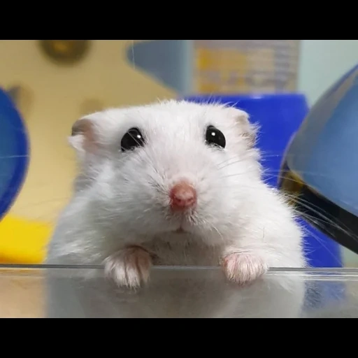 hamster, hamster engraçado, hamster junggar, little feixiang husky rato, hamster branco de junggar