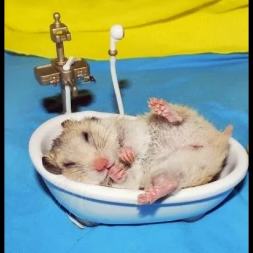 hamster sedang mandi, hamster lucu, hamster junggar, hamster junggar botak, hamster junggar yang berhibernasi