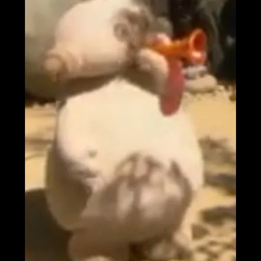 chicken, a toy, pak maka, makka pakka, chicken tverk