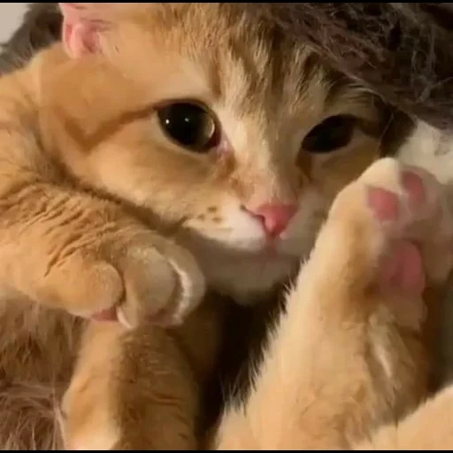 gato, gatos fofos, gatinho vermelho, gatos de animais, animais fofos