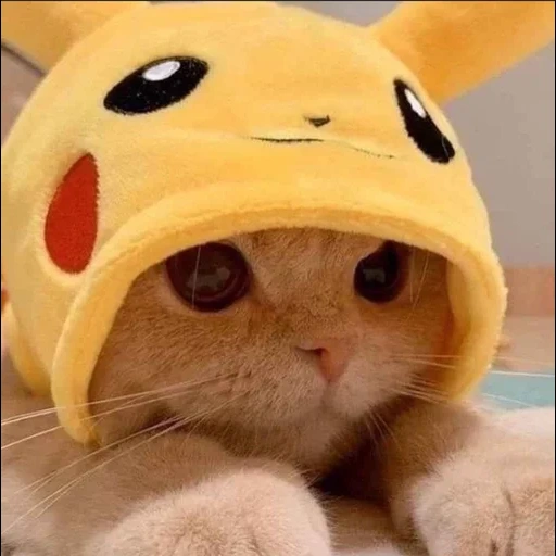 der kater, süße katze, pikachu katze, katzen pikachu, süße katzen