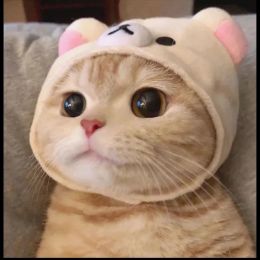 le foche, un bel sigillo, cappello gatto carino, gatto carino è divertente, foto di sigillo carino