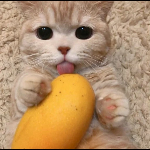 cats, cats, odaries à fourrure, banana cat, les animaux sont ridicules