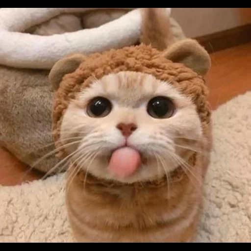 gato, gato, galletas de gato, somos focas, lindo sello