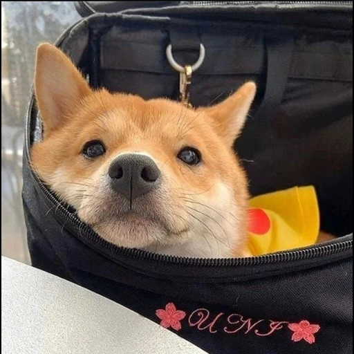 shiba, shiba inu, siba inu, o cachorro de siba inu, sorrisos de cachorro da raça de siba inu