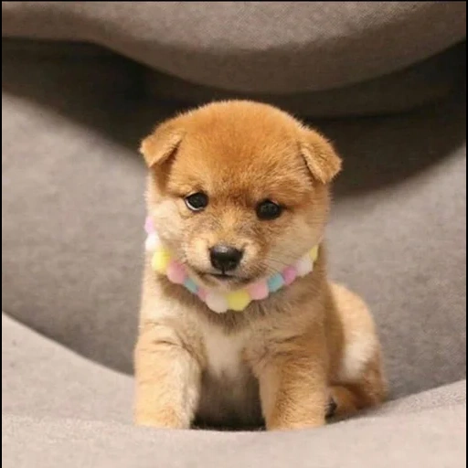 siba puppy, filhote de akita, cachorro akita, shiba é um filhote, filhote de siba