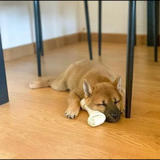 chaidou, shiba inu, chien akita, chien akita, animaux domestiques