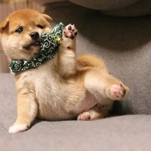 akita puppy, akita dog, shiba inu puppy, akita dog puppy, chiba dog akita dog