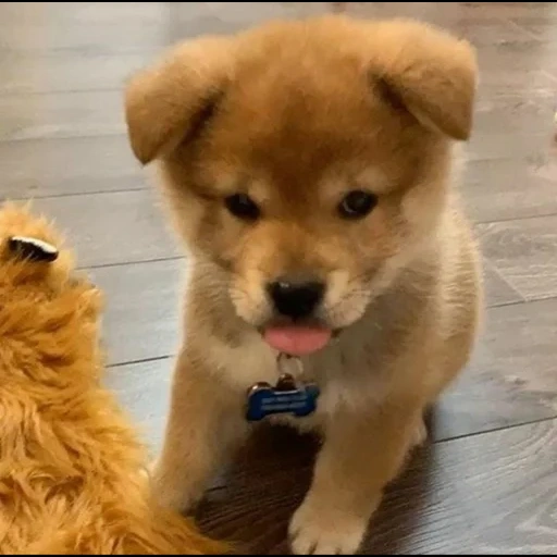 akita puppy, akita dog, shiba inu puppy, shiba inu puppy, akita dog puppy