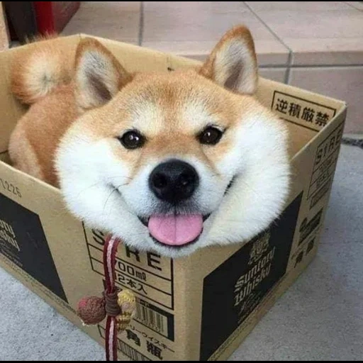 siba inu, shiba inu, shiba inu dog, o cachorro de siba inu, siba inu akita inu