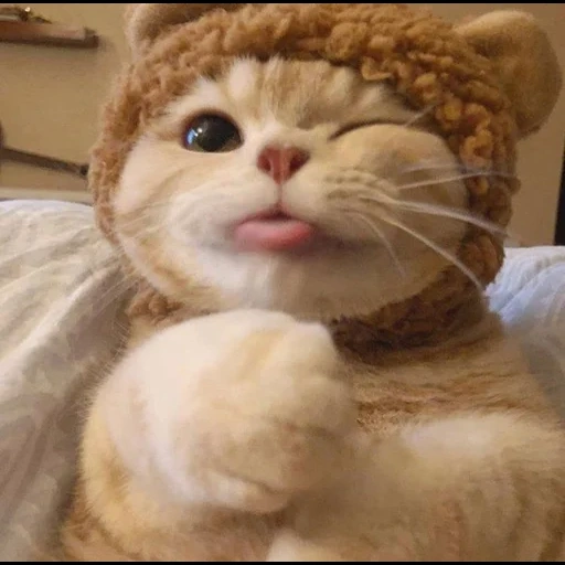 gato, galletas de gato, lindo sello, lindo gato es divertido, gatito encantador