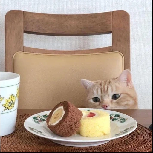 kucing pagi, pivoismylife, sarapan kucing, kucing itu sarapan, hewan hewan itu lucu