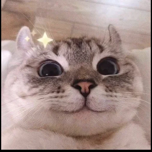 gato, meme de gato, gatos engraçados, gatos, um gato chorando fofo